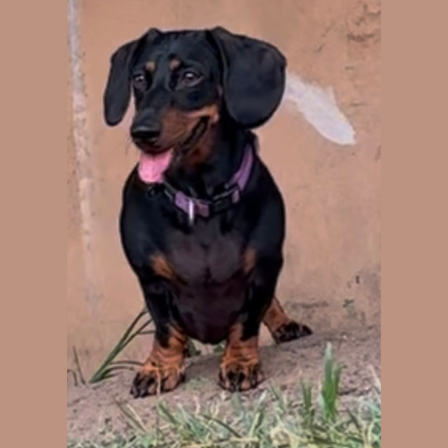 Photo of Lilly