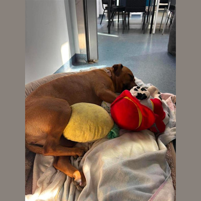 Photo of Honey