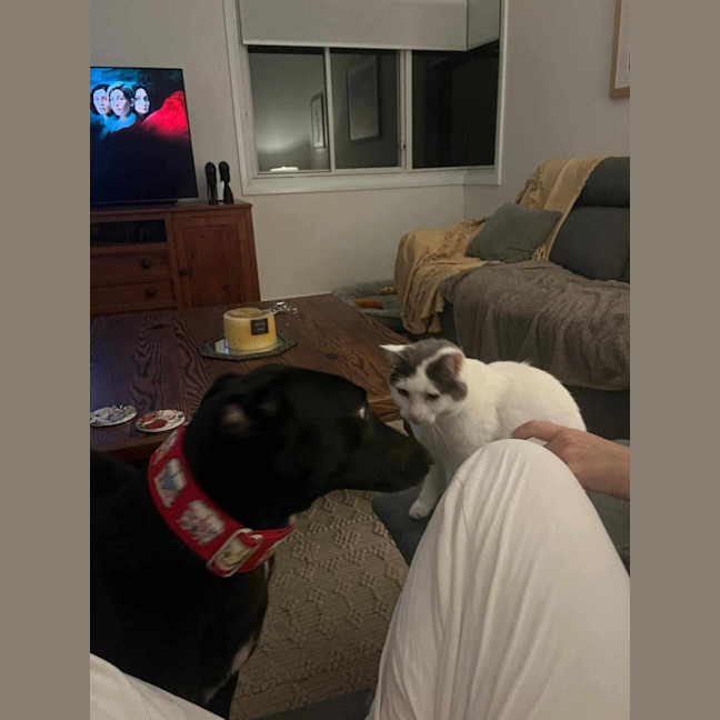 Photo of Clover, The Cat Friendly Greyhound