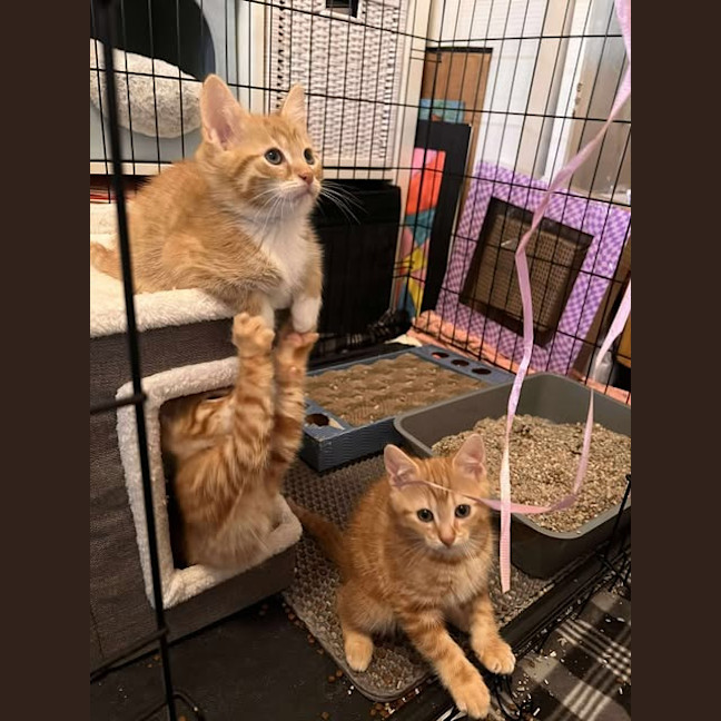 Photo of Comet (White Collar)