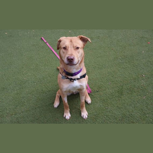 Photo of Whisky