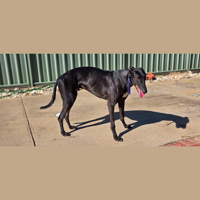 Photo of Sherlock