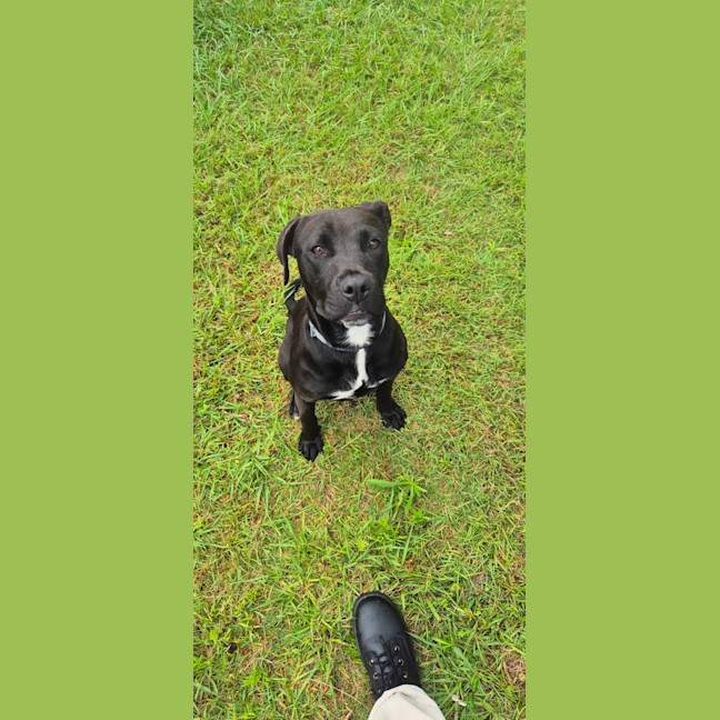 Photo of Bella (9225)