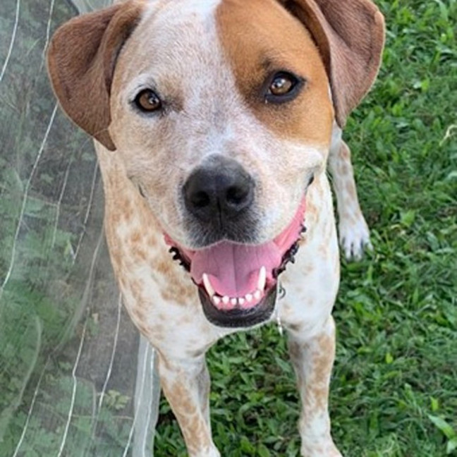 Photo of Kahlua *$250 Adoption Fee*