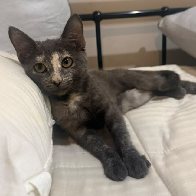 Photo of Cashew