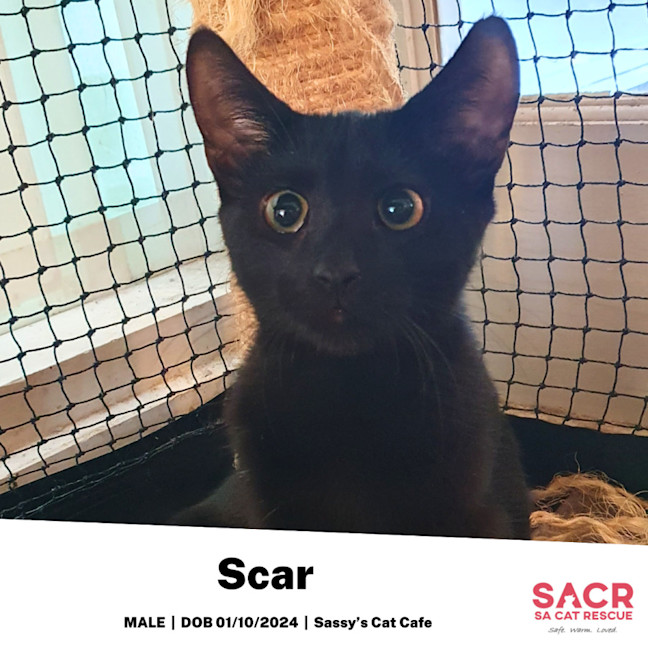 Photo of Scar