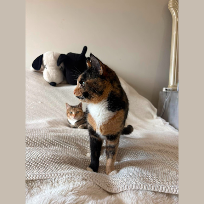Photo of Luna