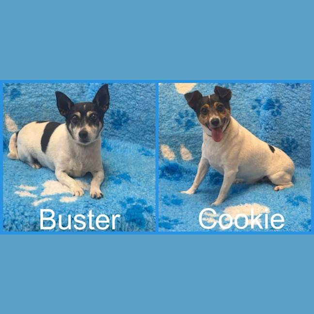 Photo of Cookie And Buster
