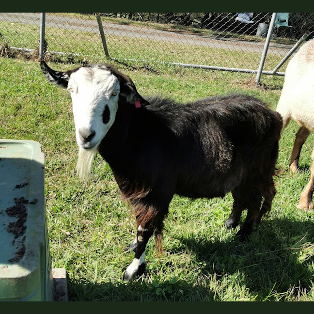 Photo of Pepsi