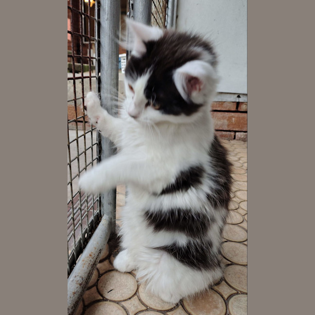 Photo of Skittles   Available Pet Quarters Belmont