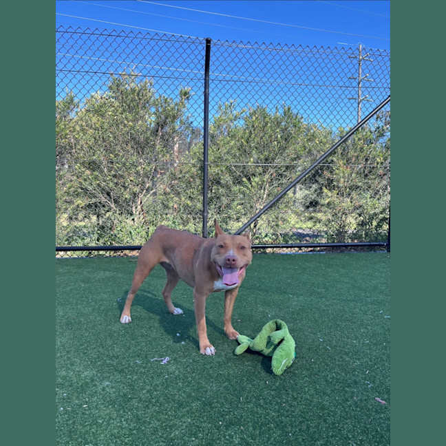 Photo of Princess Imp 2103