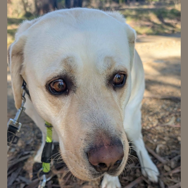 Photo of Layla