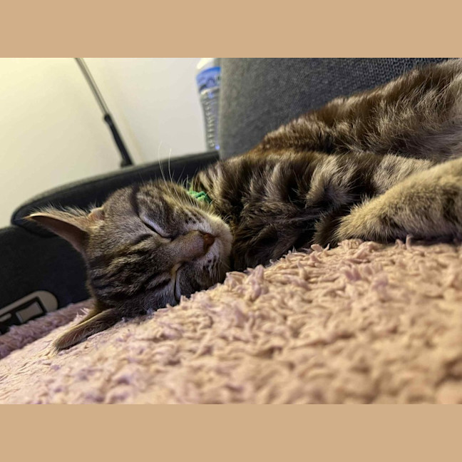 Photo of Norman   Located In Pakenham