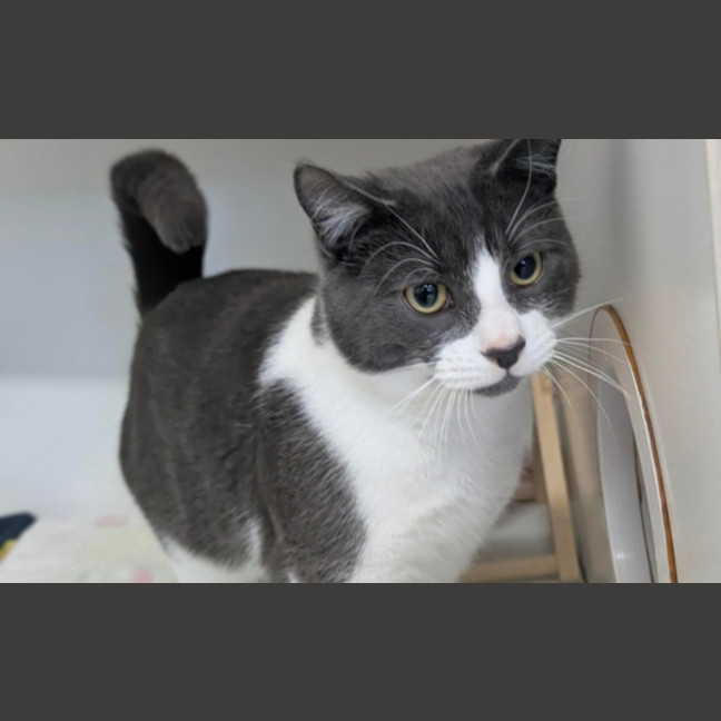 Photo of Binx
