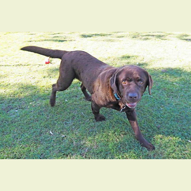 Photo of Coco