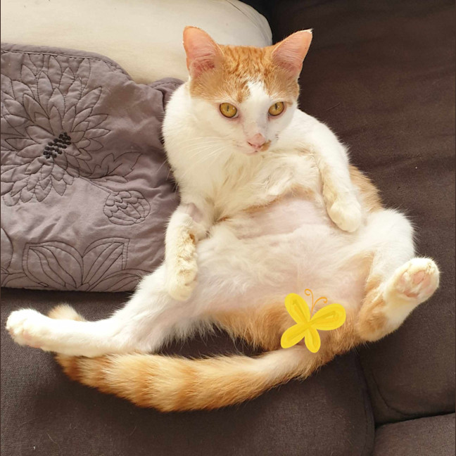 Photo of Poisiden   Can Deliver To You If Needed