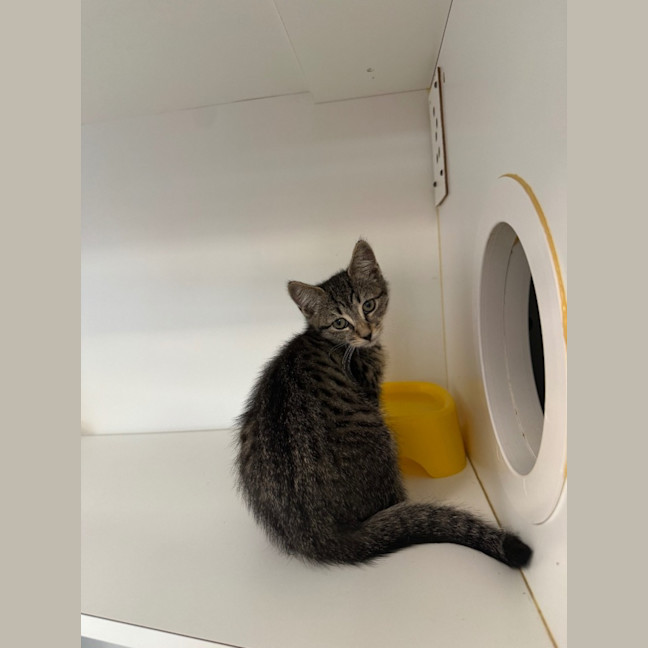 Photo of Fiddle