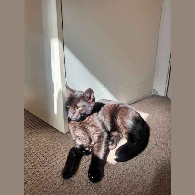 Photo of Vegemite (Binx)