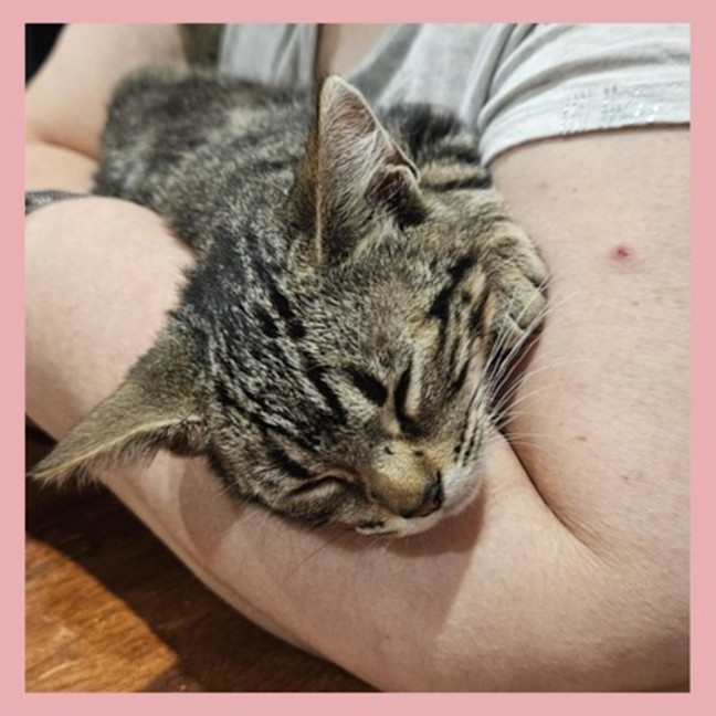 Photo of Biscuit