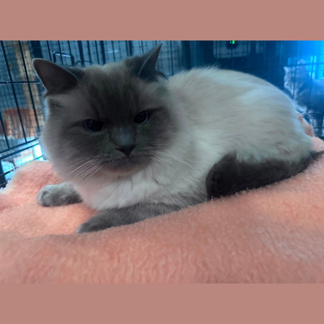 Photo of Smokey 