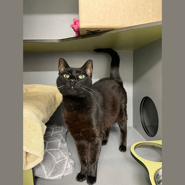 Photo of Slinky