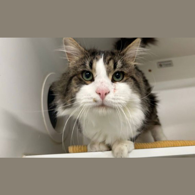 Photo of Merlin
