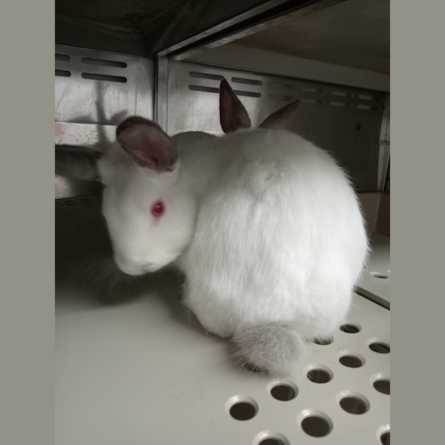 Photo of Flopsy & Nibbles