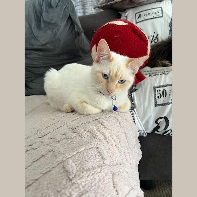 Photo of Otis