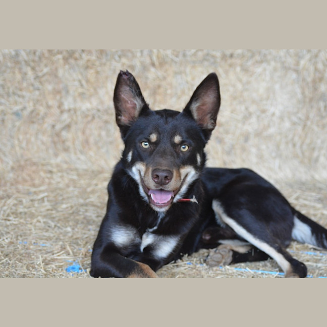 Photo of Rex