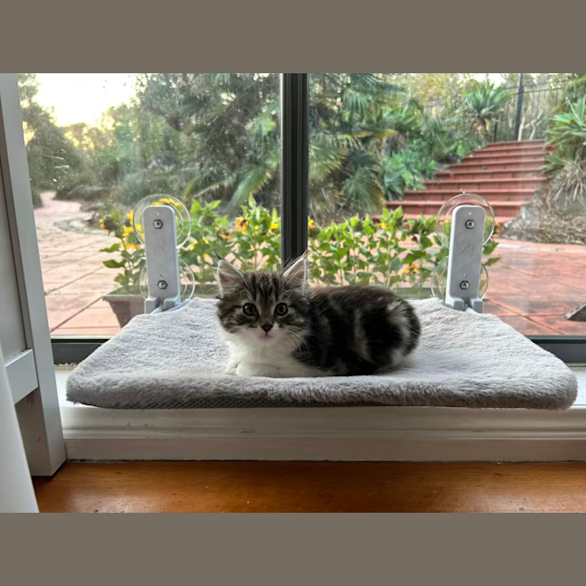 Photo of Poppy   Located In Lower Plenty