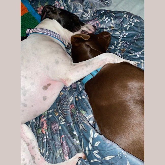 Photo of Bear   1 Year Old Labrador X Kelpie 