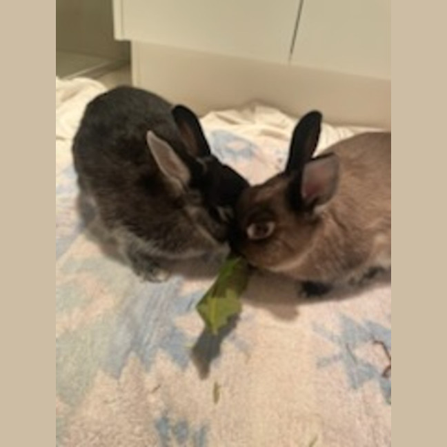 Photo of Alex & Dobbie