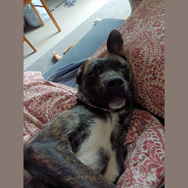 Photo of Mississippi Mud Pie