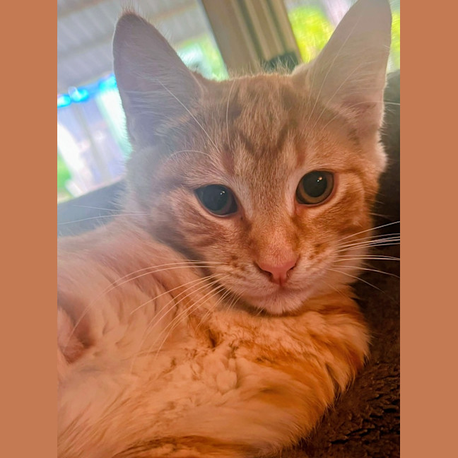 Photo of Toffee