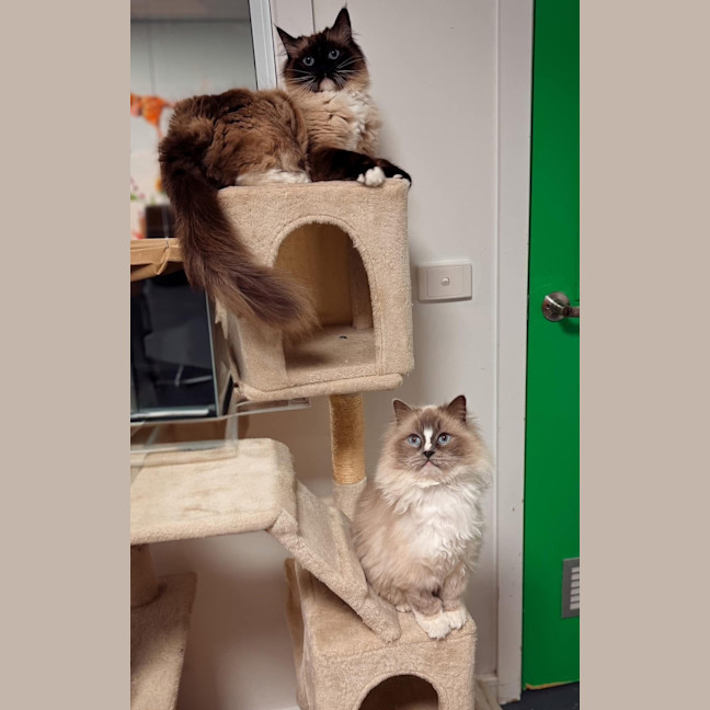 Photo of Dot (And Maurice)