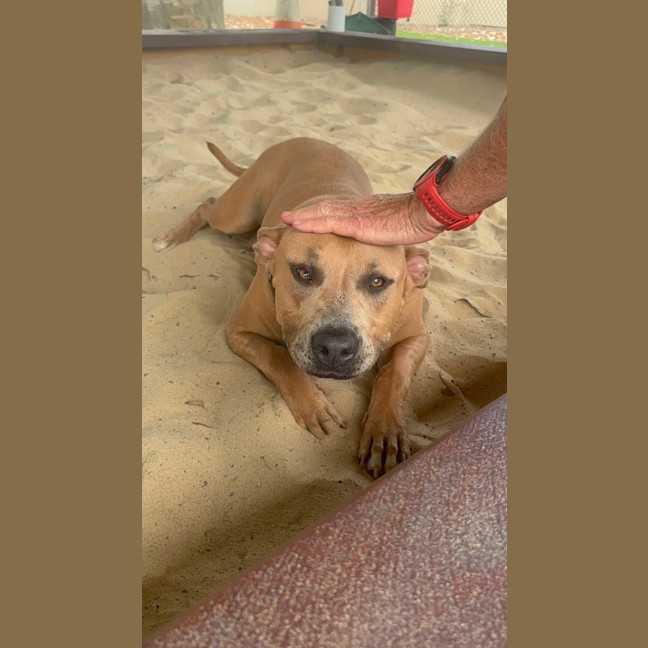 Photo of Milly   1 Year Old Staffy X