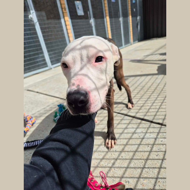 Photo of Patch! 🧩