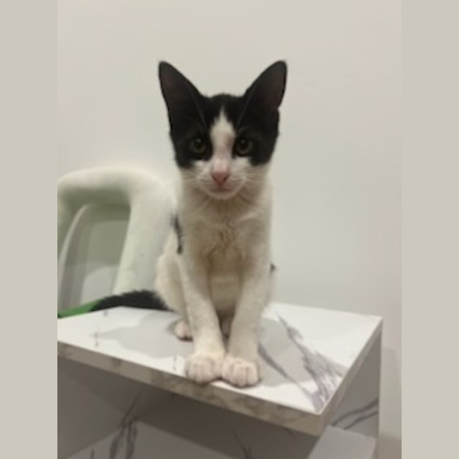 Photo of Rhonda & Ketut (Bonded Pair)