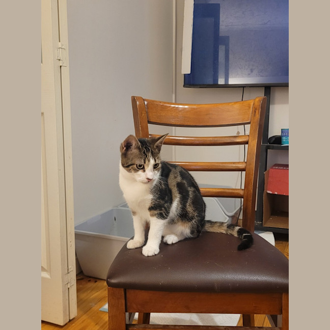 Photo of Oreo