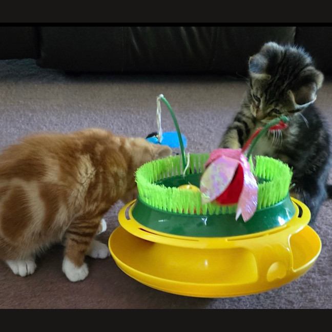 Photo of Neko Meet Me@Petstock Carrum Downs