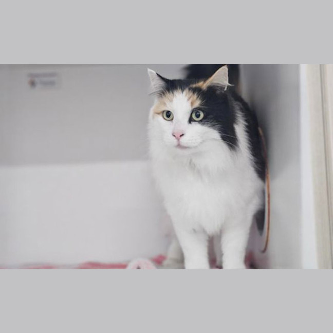 Photo of Angel