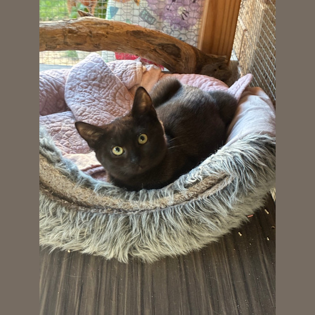 Photo of Arrow