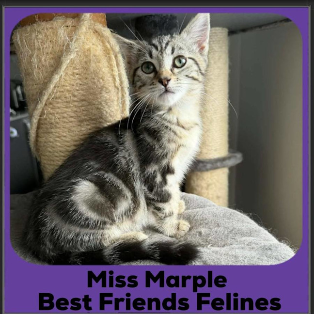 Photo of Miss Marple 