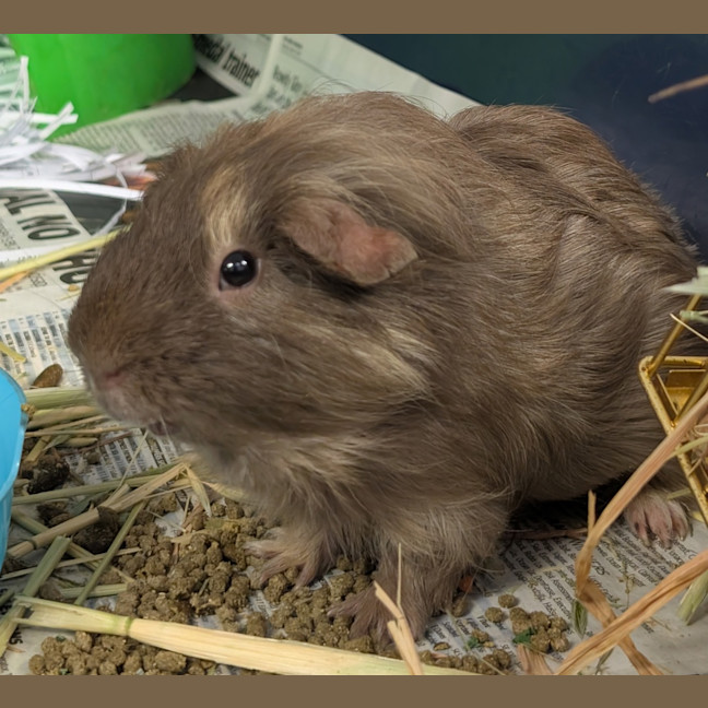 Photo of Rat