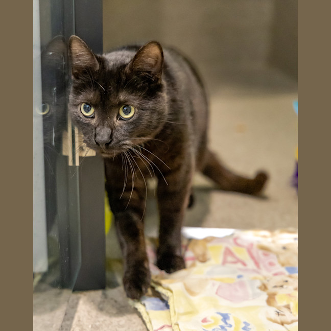 Photo of Lord Farquaad