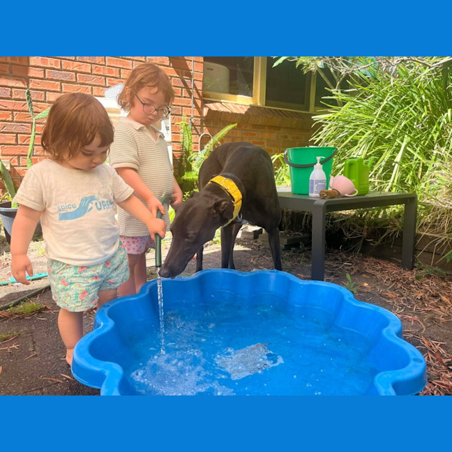 Photo of Egor, The Greyhound