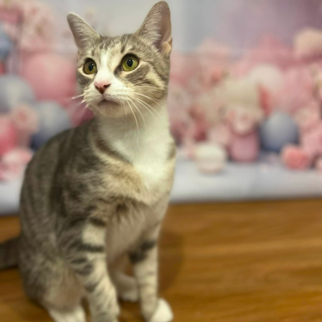Photo of Lulu   In Foster Care In Doreen