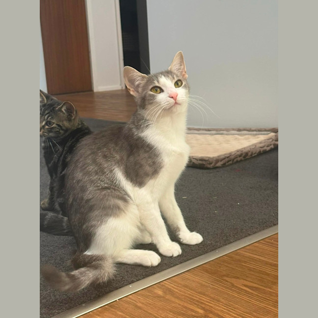 Photo of Phoebe *9 Lives Project Rescue*