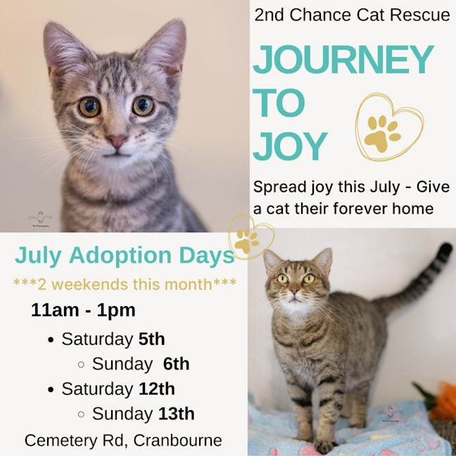 Photo of Zain ** 2nd Chance Cat Rescue**