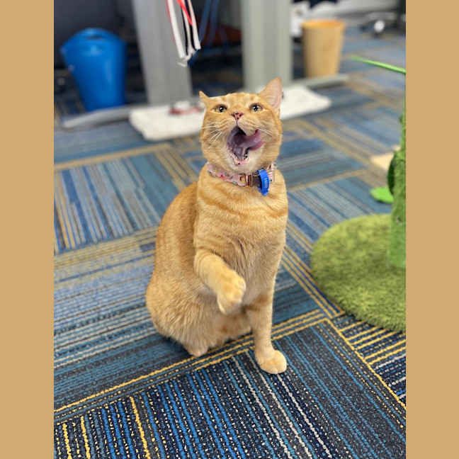 Photo of Romeo